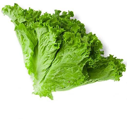 Organic Fresh Green Lettuce, for Good Nutritions