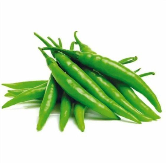 Organic Fresh Green Chili, for Human Consumption, Cooking, Home, Hotels, Packaging Type : Net Bag
