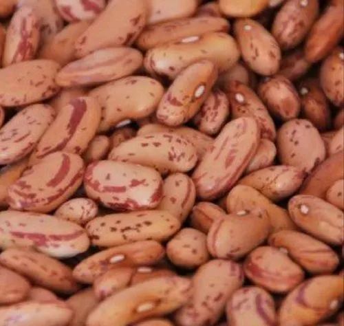 Organic Kidney Beans, for Cooking, Grade Standard : Food Grade