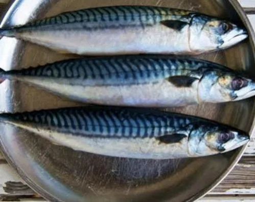 Fresh Mackerel Fish