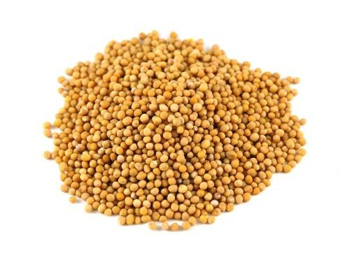 Natural Yellow Mustard Seeds, for Cooking, Certification : FSSAI Certified