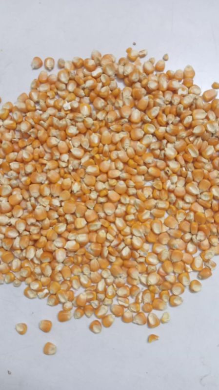 Dried Maize, for animals, Color : Yellow