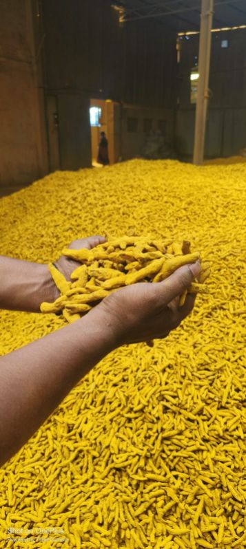 Polished Raw Natural Turmeric Finger, For Spices, Food Medicine, Cosmetics, Packaging Size : 50 Kg Bags