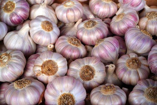 Organic Fresh Purple Garlic, Packaging Type : Gunny Bags