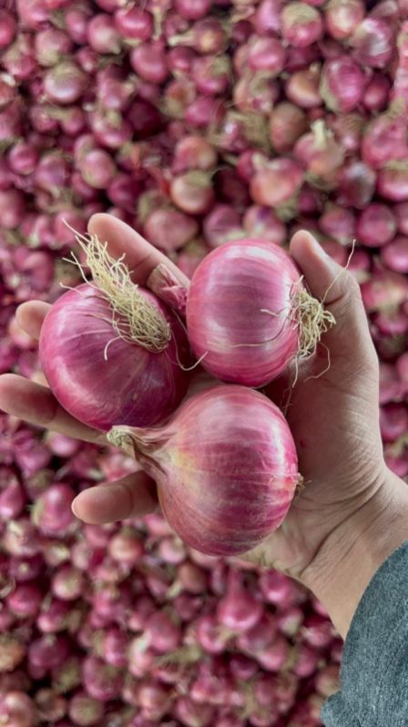Pink Onion, For Food