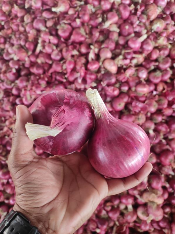 fresh red onion