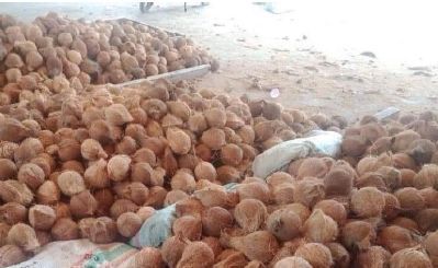 Hard Organic fresh coconut, Shelf Life : 6 Months