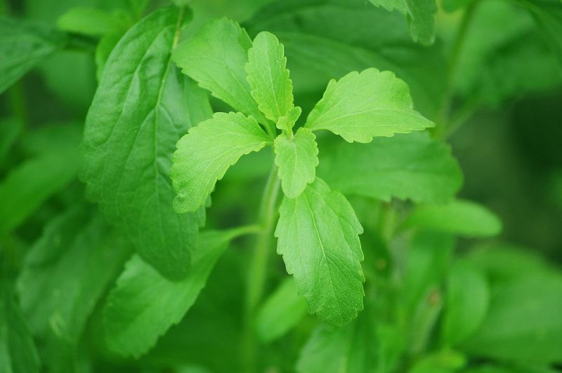 Natural Organic Stevia dried Leaves, for Medicine, Sugarless, Packaging Type : PP Packaging