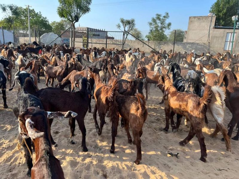 Black Ajmeri sirohi goats, for Stall Feed, Pure Quality, Gender ...