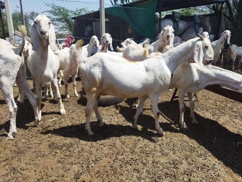 Sojat Female Goat