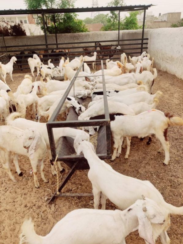 sojat female goats