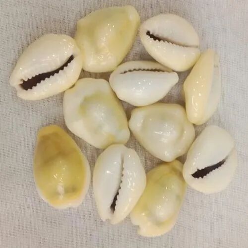 Seashell Beads, Color : White