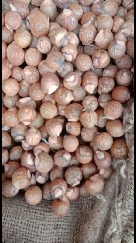 reetha nuts ( soapnuts )