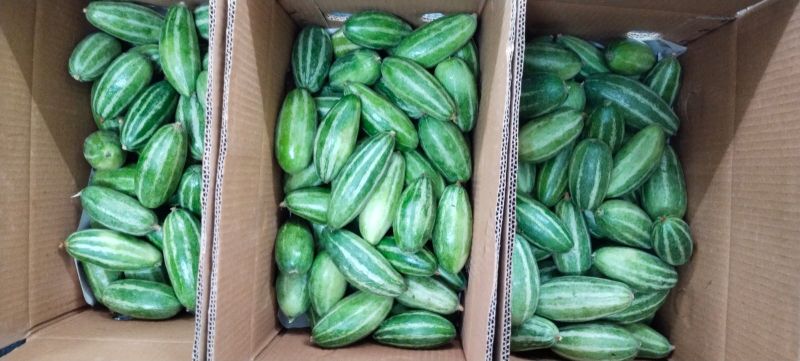 Pointed Gourd, Packaging Size : 5 Kg