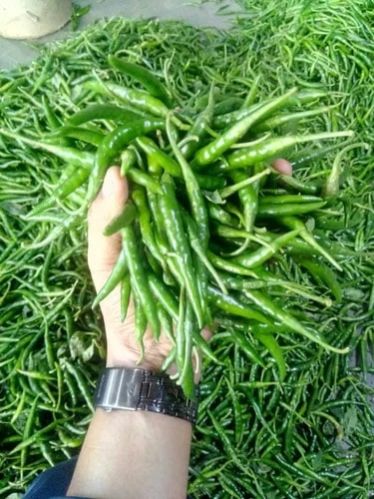 Organic Fresh Green Chilli, For Cooking