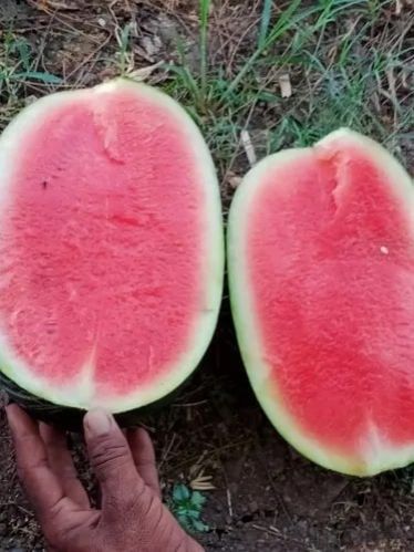 fresh watermelon