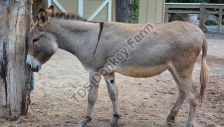 female donkey