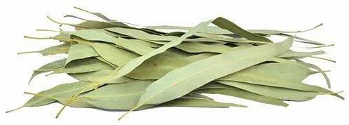 Natural Dry Eucalyptus Leaves, For Medicinal Use, Color : Green