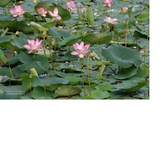 Herbo Nutra Lotus Leaf, Purity : 100% Natural