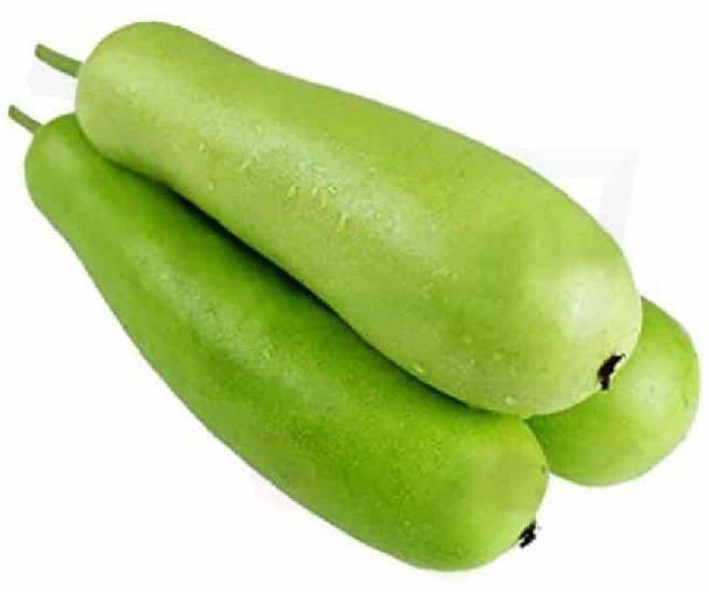 Natural Fresh Bottle Gourd, for Human Consumption, Cooking, Home, Hotels, Packaging Type : Gunny Bag