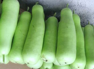 Organic Fresh Bottle Gourd, for Human Consumption, Cooking, Home, Hotels, Packaging Size : 25kg