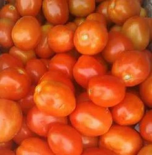 Red Organic Fresh Tomato, for Cooking, Skin Products, Packaging Type : Plastic Crates