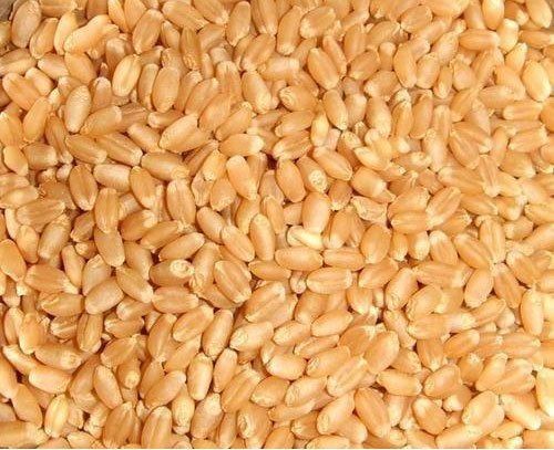 M.P. Whole Wheat Grain