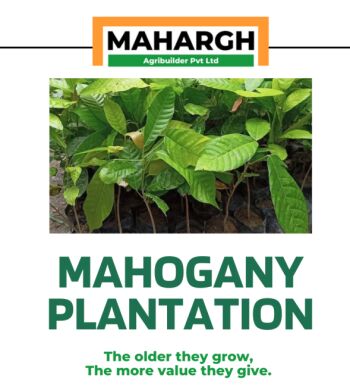 Mahogany Tree Farming in Gujarat