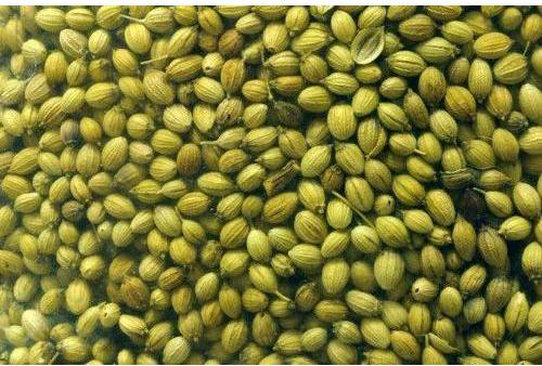 Raw Common Green Coriander Seed, for Spices, Form : Solid