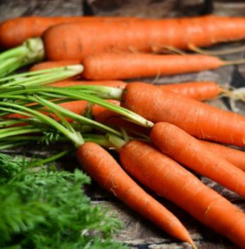  Organic Fresh Carrot, Style : Natural