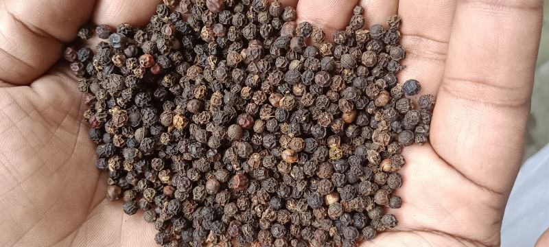 Organic Pepper Seeds, for Cooking, Spices