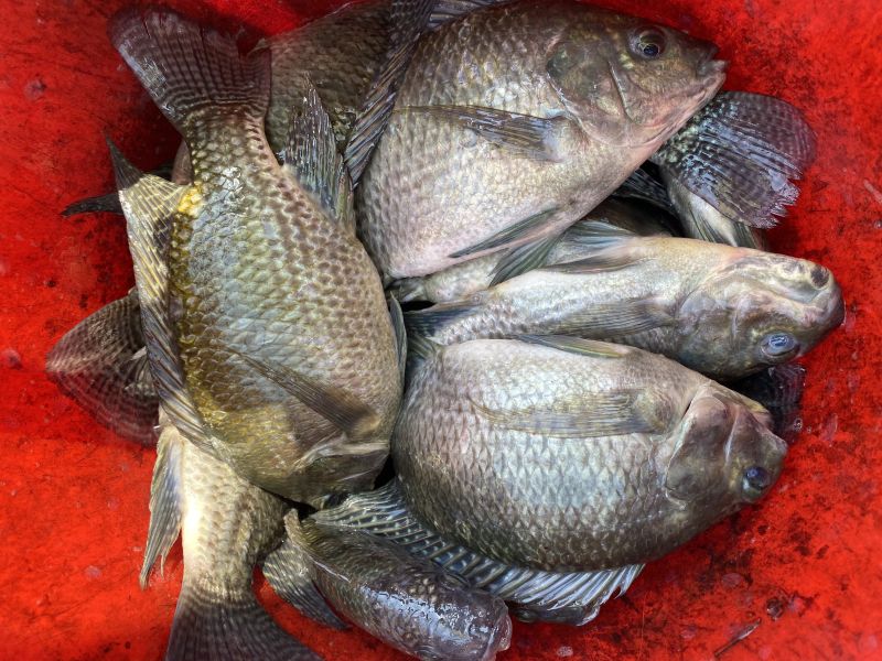 Bb Marines Gift Tilapia Fish, For Cooking, Human Consumption, Style : Fresh, Fresh