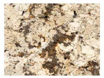 Brown Rectangular Polished Belford Serra Granite Slab, for Construction, Size : Standard