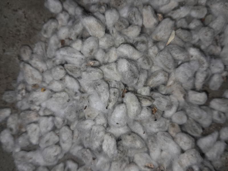 Cotton Seeds, For Cattle, Extract Oil, Packaging Size : 50kg