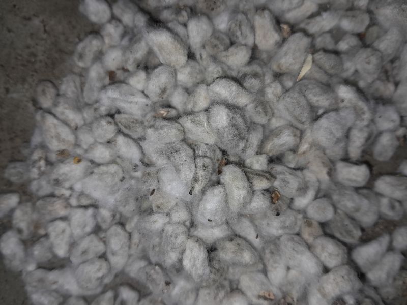 cotton seeds