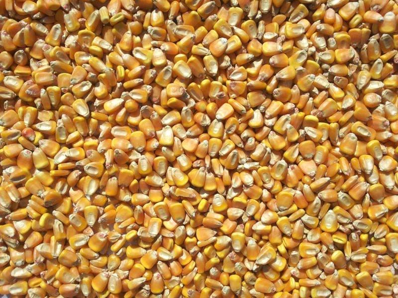 Animal Feed Yellow Maize