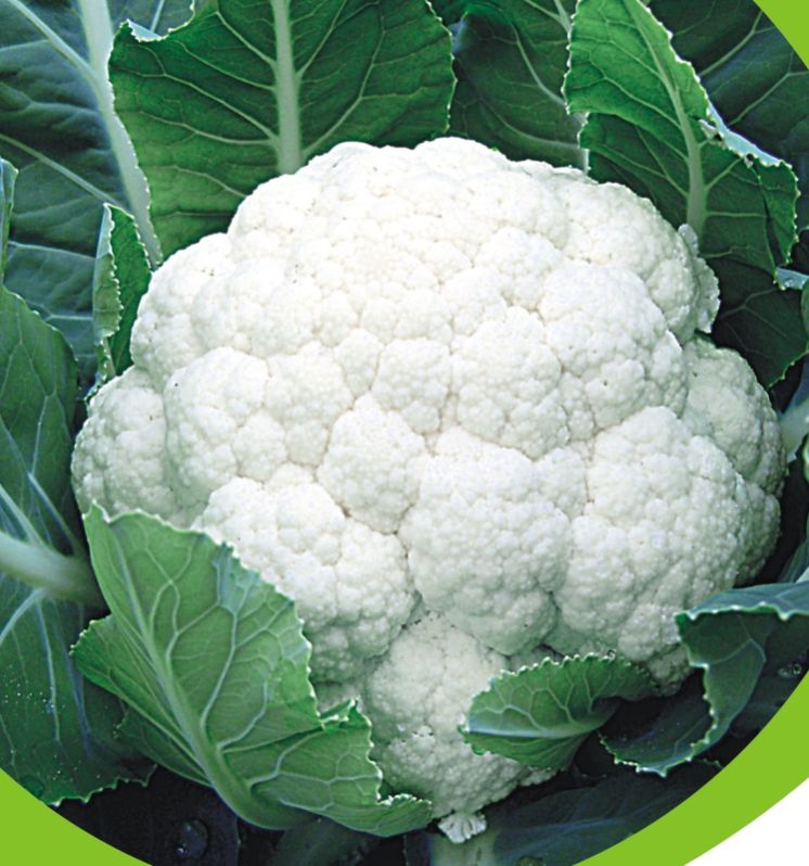 Natural Nxg 911 Cauliflower Seed, For Seedlings, Packaging Size : 10 Gm Pouch Packaging