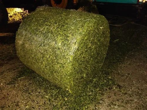 Green Common Corn Silage, for Animal Feed, Packaging Type : PP Bag
