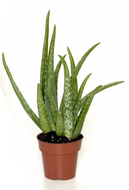 aloe vera plant