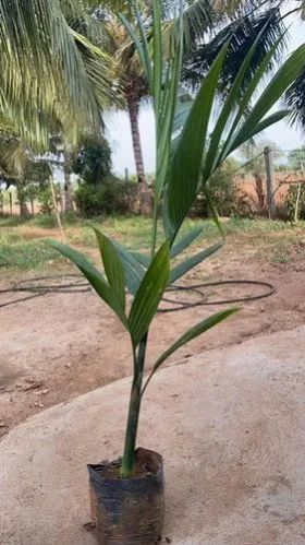 Green Arecanut Plant, for Plantation
