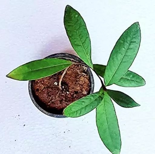 Natural Arjuna Plant, Style : Fresh