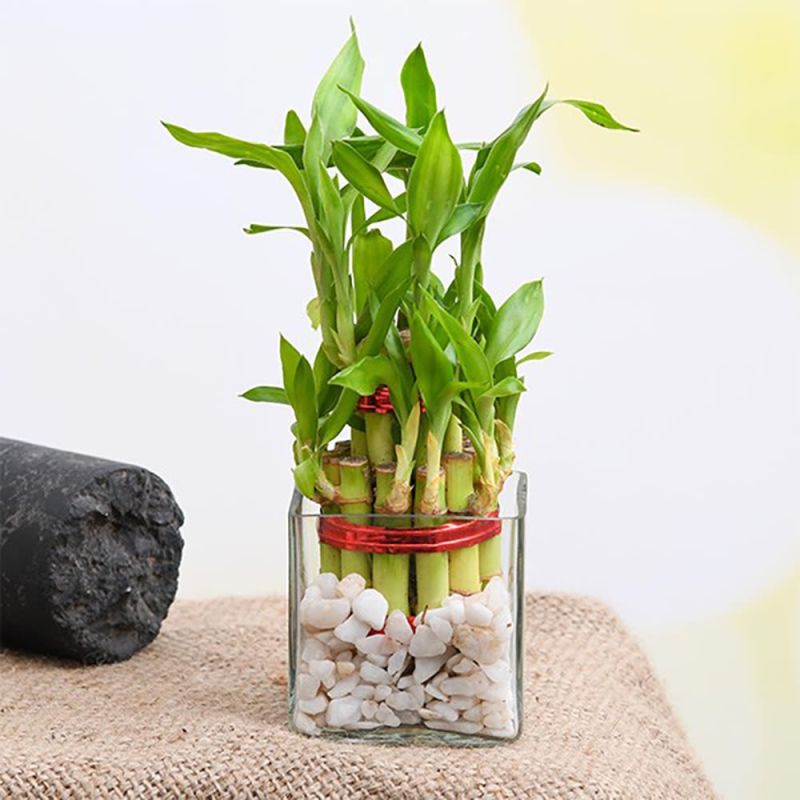 Green Bamboo Plant, for Home Decoration, Length : 0-10ft