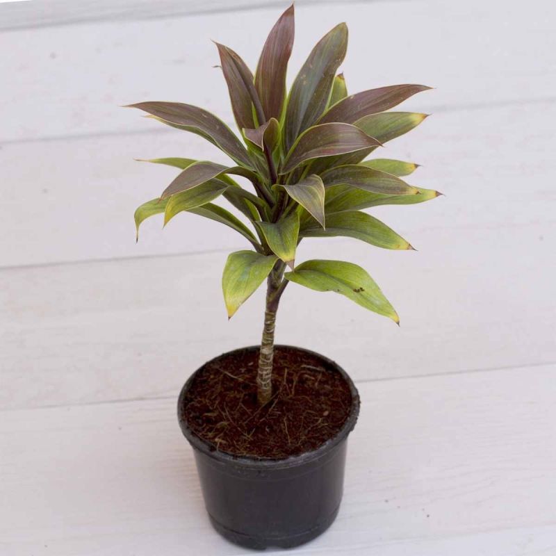 Green Coffee Plant, for Outdoor, Length : 0-10ft
