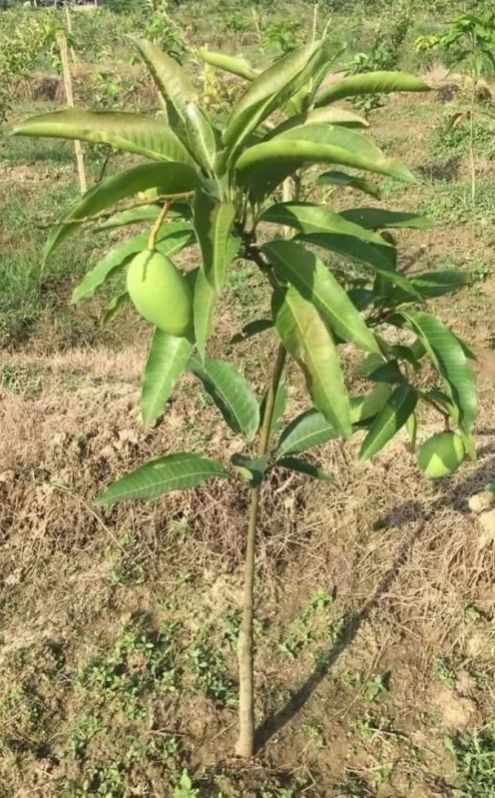 Dasheri Mango Plant