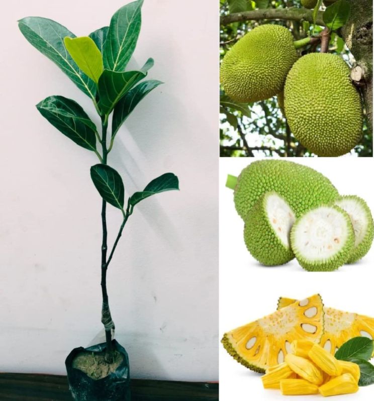 Natural Jackfruit Plant, for Plantation