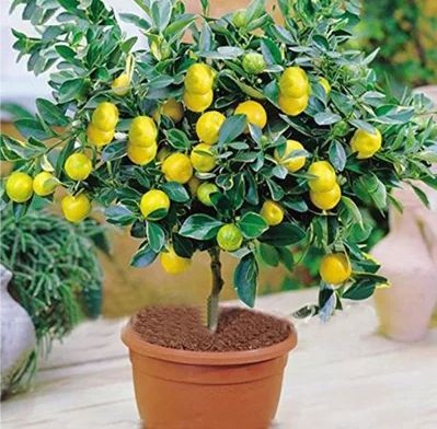 Green Natural Lemon plant, for Gardening, Size : Medium