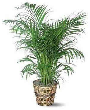 Green Nahor Plant, for Outdoor