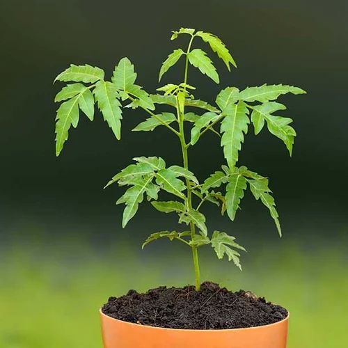 Neem Plant, for Plantation