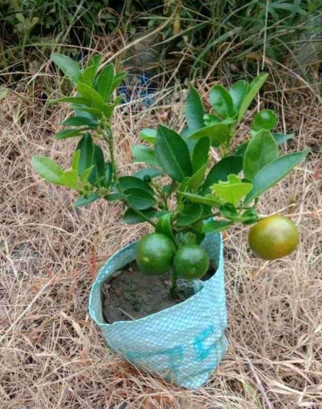 Natural Green Orange Plant, for Gardening