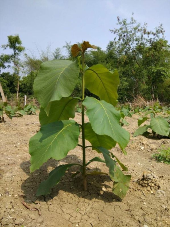 Green Teak Plant